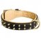 Royal Leather Amstaff Collar Spiked Padded with Nappa Leather