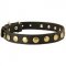 Leather Amstaff Collar with Brass Circles for Fashionable Walking