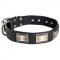 Leather Amstaff Collar Massive Nickel Plates
