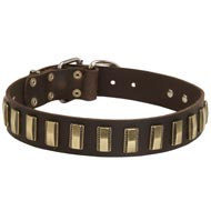 Leather Amstaff Collar with Awesome Brass Plates