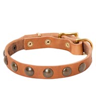 Leather Amstaff Collar with Brass Half-Ball Studs