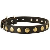 Leather Amstaff Collar with Brass Circles for Fashionable Walking
