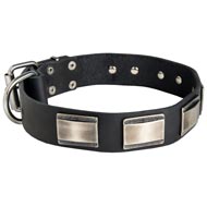 Leather Amstaff Collar Massive Nickel Plates