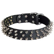 Leather Amstaff Collar with 3 Rows of Nickel Spikes