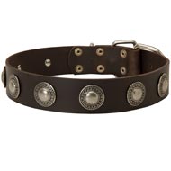 Leather Amstaff Collar Decorated with Silver Conchos