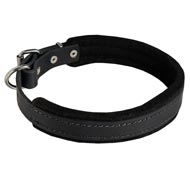 Padded Leather Amstaff Collar 25 mm for Dog Training