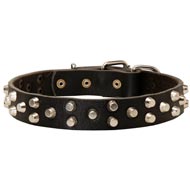 Fancy Design Leather Amstaff Collar with Nickel Pyramids
