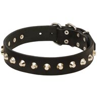 Gorgeous Wide Leather Amstaff Collar - Fashion Exclusive Design