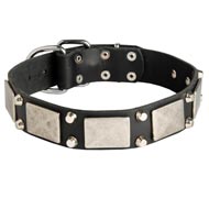 Leather Amstaff Collar Decorated with Nickel Cones and Plates