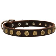 Leather Amstaff Collar with Brass Dotted Circles for Fashion Walking