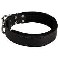 Amstaff Durable Padded Leather Collar 40 mm