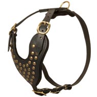 Adjustable Studded Leather Amstaff Harness for Fashion Walking