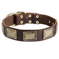 Leather Amstaff Collar with Massive Brass Plates