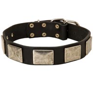 Leather Amstaff Collar with Large Nickel Plates