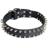 Leather Amstaff Collar with 2 Rows of Nickel Spikes
