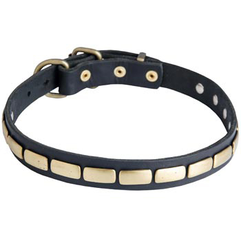 Walking Leather Collar with Brass Decoration for Amstaff