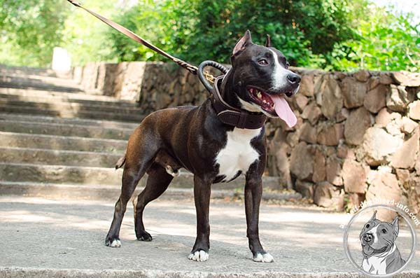 Amstaff leather collar for attack training