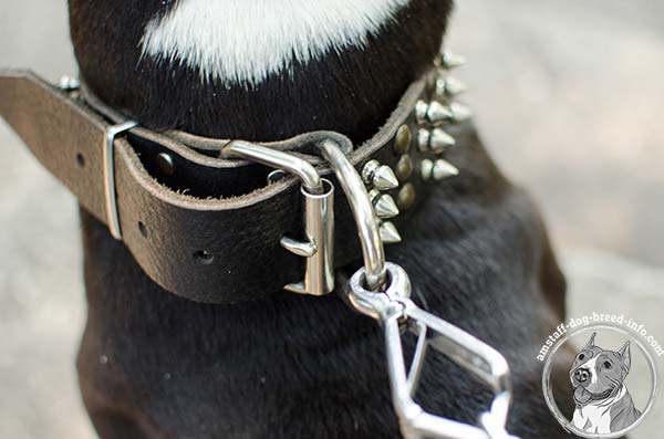 Amstaff leather collar with long-servicing hardware
