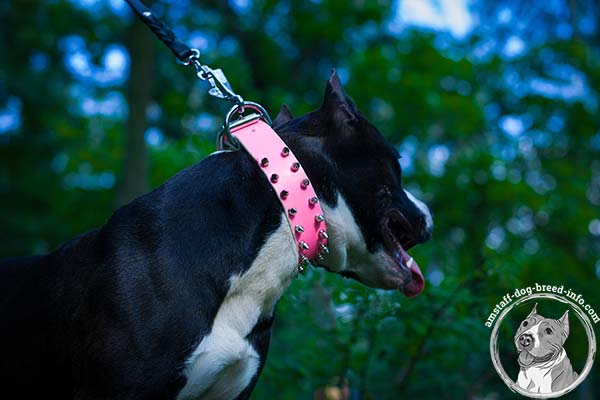 Amstaff pink leather collar snugly fitted with traditional buckle for basic training