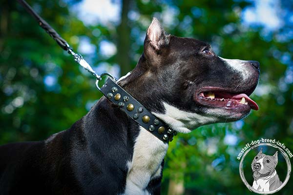Amstaff leather collar with brass studs and nickel cones