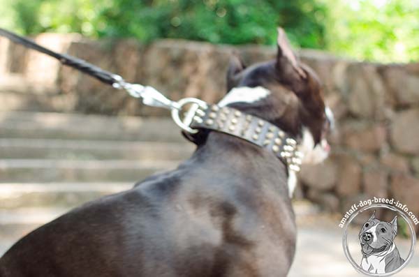 Amstaff brown leather collar with rust-resistant quick release buckle for professional use