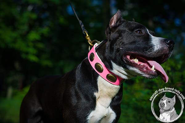 Amstaff pink leather collar with strong brass plated hardware for any activity