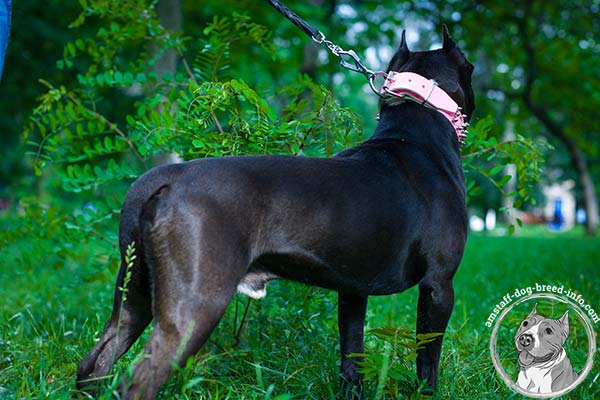 Amstaff pink leather collar with corrosion resistant quick release buckle for professional use