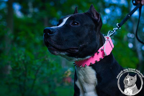 Amstaff pink leather collar with rust-proof spikes for daily activity