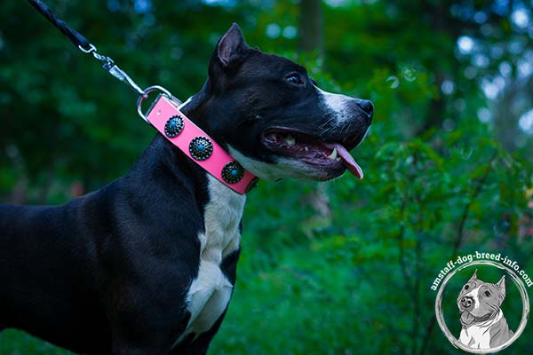 Amstaff pink leather collar with durable fittings for any activity