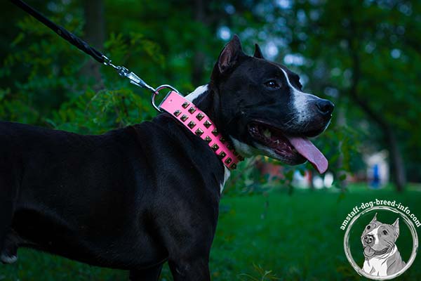 Amstaff pink leather collar with duly riveted hardware for utmost comfort