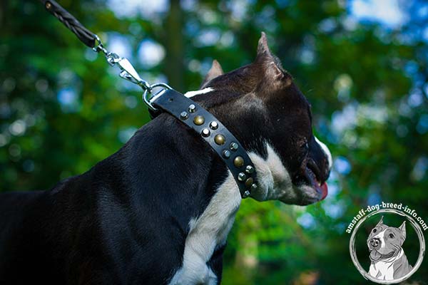 Amstaff black leather collar with rust-resistant hardware for basic training