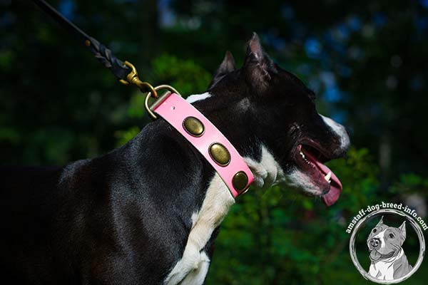 Amstaff pink leather collar with durable plates for stylish walks