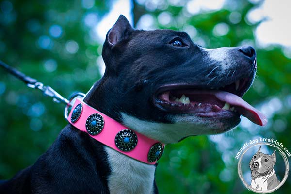 Amstaff pink leather collar of classy design with studs for any activity