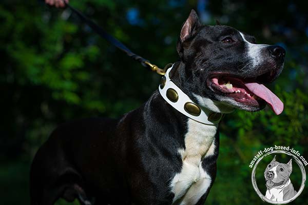 Amstaff white leather collar wide with plates set in row for any activity
