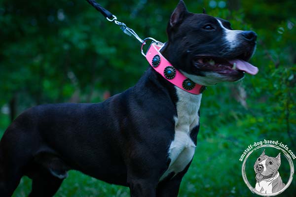 Amstaff pink leather collar with corrosion resistant nickel plated fittings for perfect control