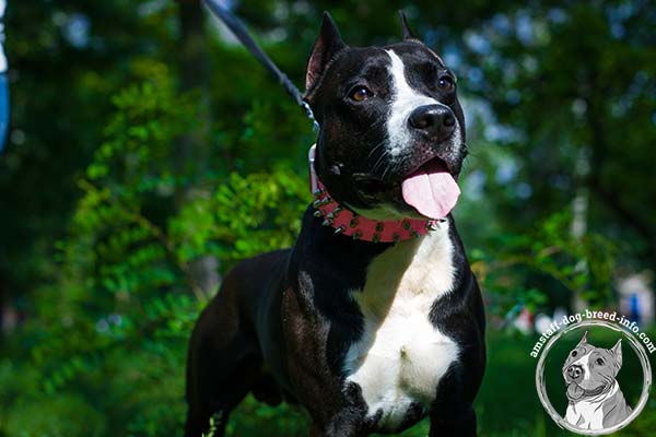 Amstaff black leather collar with corrosion resistant nickel plated fittings for utmost comfort