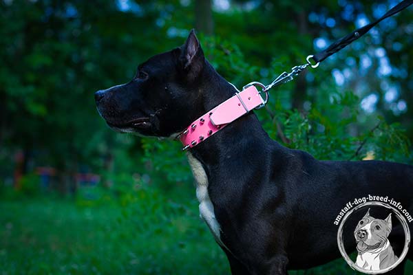 Amstaff pink leather collar wide with spikes for better comfort