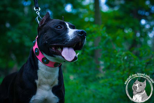Amstaff pink leather collar extra wide decorated with spikes for stylish walks