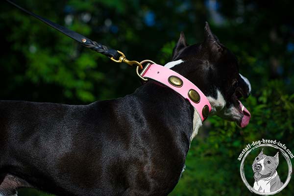 Amstaff pink leather collar wide studded for safe walking