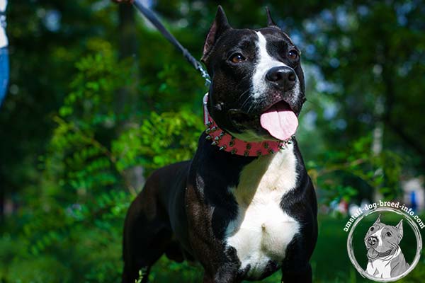Amstaff pink leather collar of lightweight material with d-ring for leash attachment for any activity