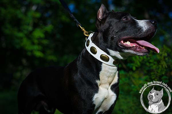 Amstaff white leather collar painted studded for stylish walks