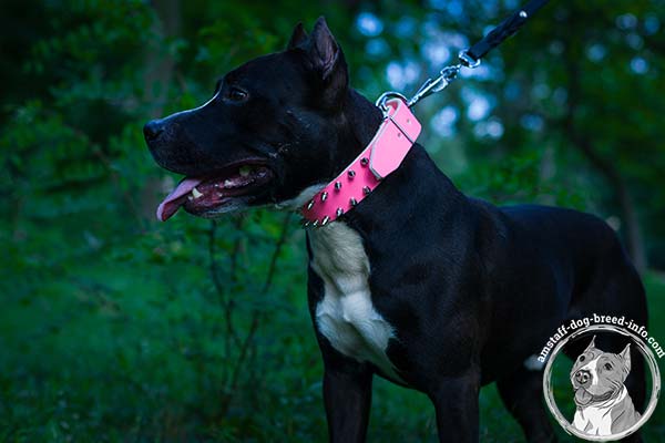 Amstaff pink leather collar wide with d-ring for leash attachment for daily activity