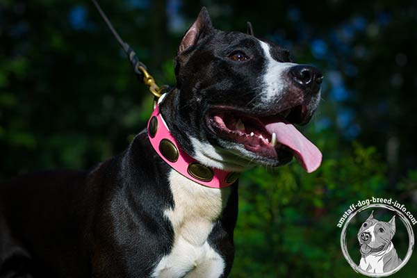 Amstaff pink leather collar of high quality with plates set in row for improved control