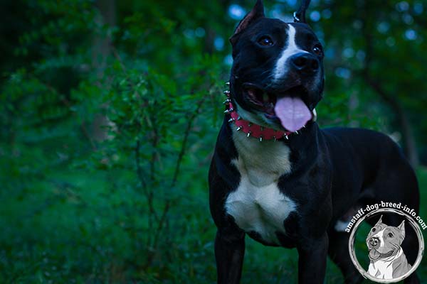 Amstaff pink leather collar with rust-proof quick release buckle for any activity