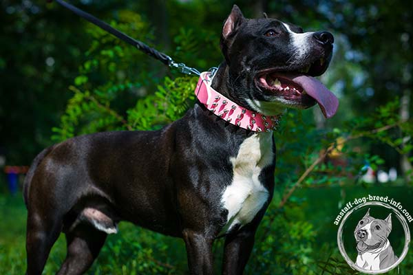 Amstaff pink leather collar with durable hardware for improved control