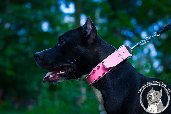 Amstaff pink leather collar with rust-proof nickel plated fittings for professional use