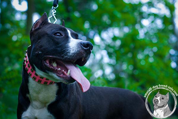 Amstaff pink leather collar with strong studs for stylish walks