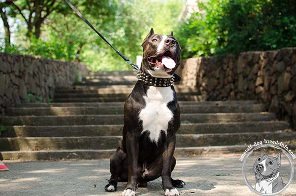 Amstaff brown leather collar of lightweight material with spikes for professional use