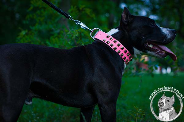 Amstaff pink leather collar of high quality with traditional buckle for better comfort