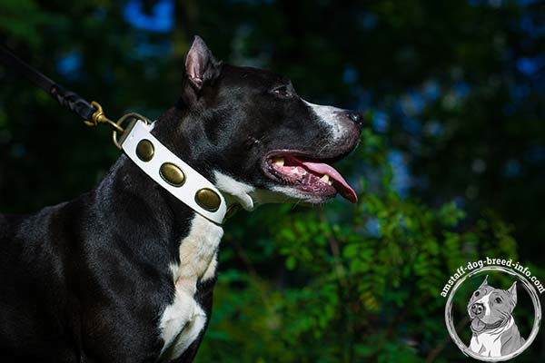 Amstaff white leather collar with rust-resistant fittings for improved control